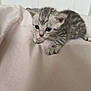 kitten, cat, baby_cat, fur, grey_stripes, blue_eyes, whiskers, paw, pink_blanket, soft_texture, cute, small, animal, pet, indoor, curious, young, feline, exploring, cozy