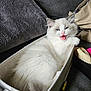 Mia joined the competition — help win amazing prizes! animal, bag, box, cat, couch, cozy, cute, fabric_box, fluffy, furniture, gray_markings, home, indoor, kitten, mouth_open, pet, pillow, playful, relaxed, white_cat