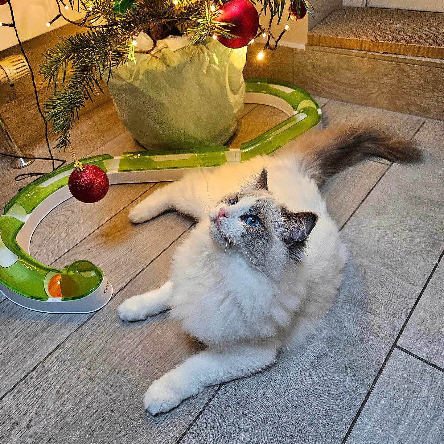 Mia joined the competition — help win amazing prizes! animal, blue_eyes, cat, christmas_lights, christmas_tree, curious, decorations, floor, fluffy_fur, gray_fur, holiday, home, indoor, pet, playful, red_ornament, relaxed, toy_track, white_fur, wooden_floor