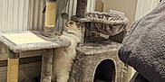 Mia is registered to the contest to win money with this photo: animal, carpet, cat, cat_tree, couch, cozy, cute, furniture, gray, home, indoor, pawing, pennant, pet, playful, plush, radiator, stretching, toy, white_cat