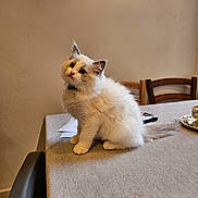 Mia is registered to the contest to win money with this photo: animal, blur, cat, chair, clock, collar, curious, cute, domestic, ears, fluffy, furniture, indoor, kitten, paper, pet, table, tablecloth, tail, whiskers