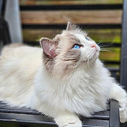 Mia joined the competition — help win amazing prizes! cat, blue_eyes, fluffy, animal, pet, feline, chair, black_metal, whiskers, outdoor, blurred_background, fur, resting, looking_up, cute, domestic_cat, side_profile, soft_light, calm, close_up