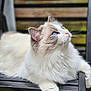cat, blue_eyes, fluffy, animal, pet, feline, chair, black_metal, whiskers, outdoor, blurred_background, fur, resting, looking_up, cute, domestic_cat, side_profile, soft_light, calm, close_up