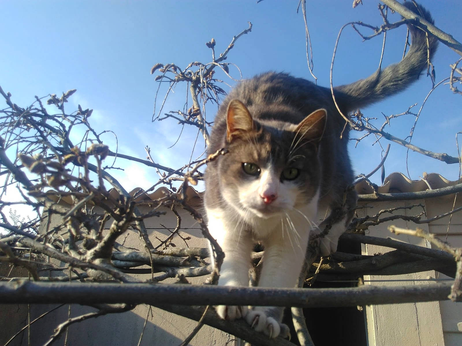 Rebel participe au concours pour gagner de l'argent avec cette photo : aegean_cat, branch, carnivore, cat, domestic_short_haired_cat, european_shorthair, felidae, norwegian_forest_cat, plant, sky, small_to_medium_sized_cats, tree, twig, whiskers, wildlife