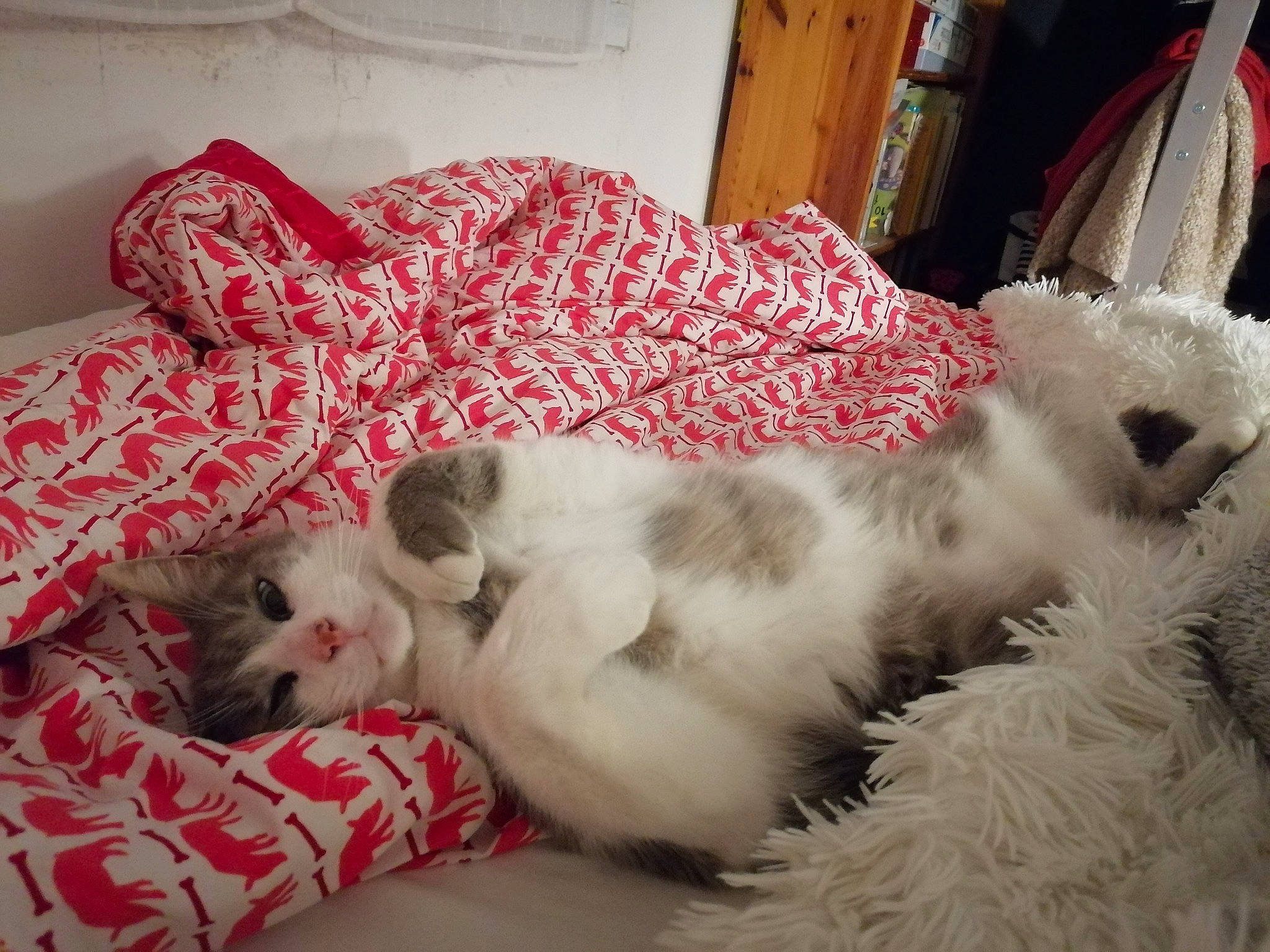 Rebel a rejoint le concours — aidez-le/la à gagner de superbes lots ! canidae, carnivore, cat, companion_dog, dog, dog_breed, felidae, kitten, maltese, nap, non_sporting_group, paw, puppy, puppy_love, ragdoll, shih_tzu, sleep, small_to_medium_sized_cats, west_highland_white_terrier, whiskers