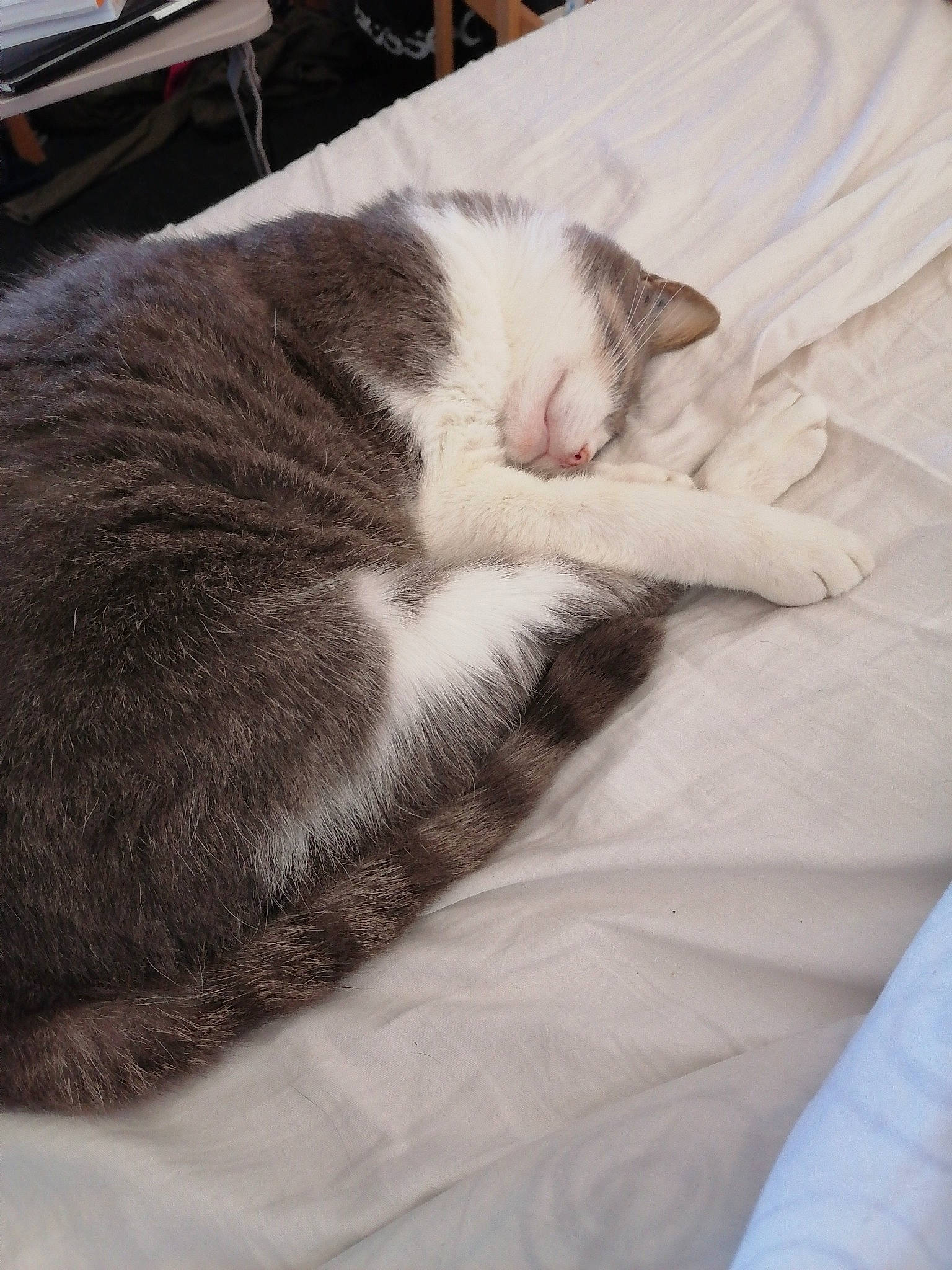 Rebel participe au concours pour gagner de l'argent avec cette photo : carnivore, cat, comfort, domestic_short_haired_cat, ear, european_shorthair, felidae, fur, kitten, nap, polydactyl_cat, sleep, small_to_medium_sized_cats, snout, tabby_cat, whiskers