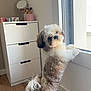 Valonn a rejoint le concours — aidez-le/la à gagner de superbes lots ! dog, fluffy, window, indoor, furniture, drawer, makeup_brushes, mirror, wooden_floor, pet, curious, standing, light, daylight, white, brown, tail, paws, cute, home