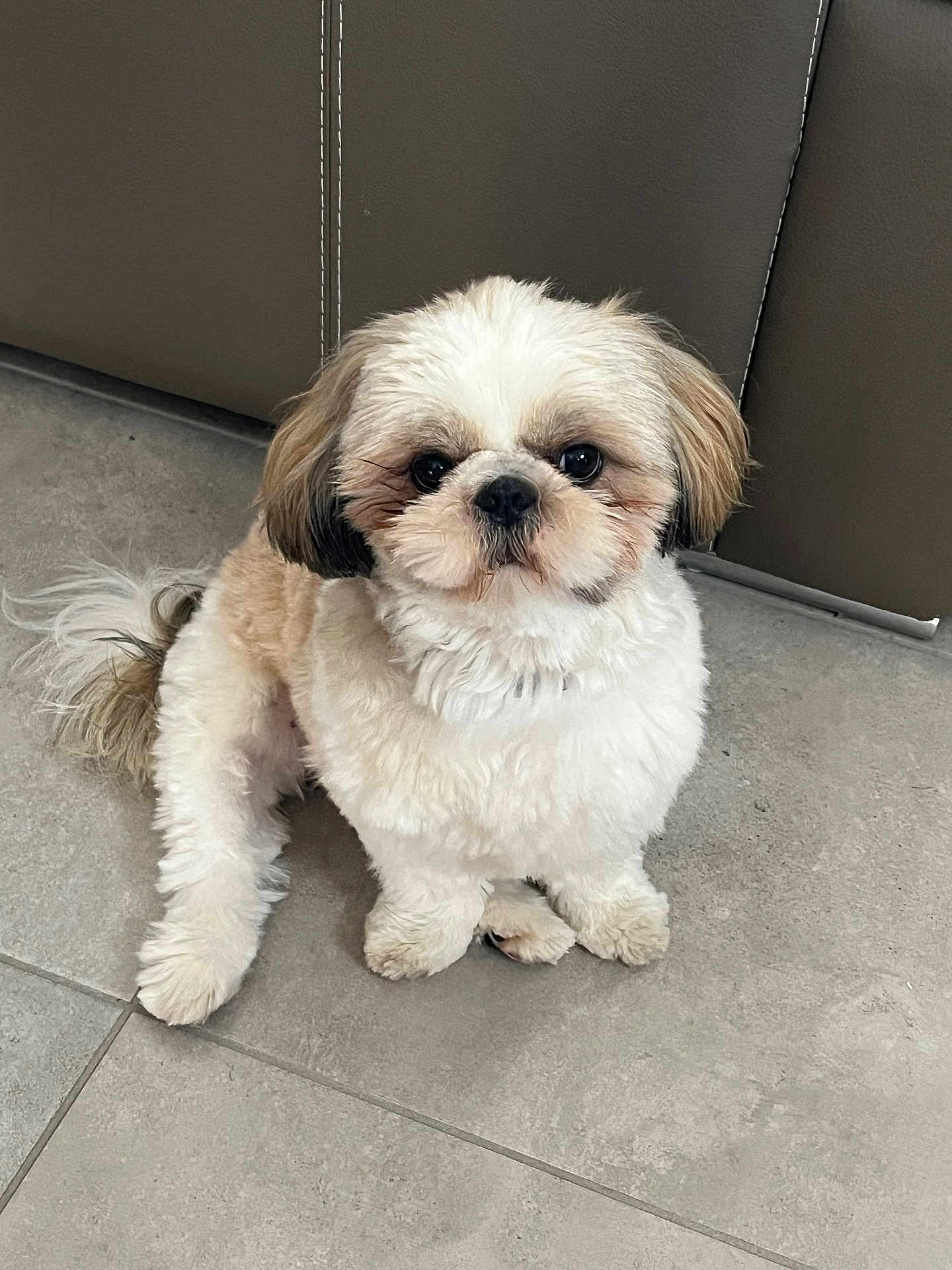 Valonn a rejoint le concours — aidez-le/la à gagner de superbes lots ! dog, small_dog, fluffy, sitting, looking_up, indoor, tile_floor, brown_and_white, pet, companion, cute, fur, animal, canine, adorable, household, leather_couch, young_dog, friendly, domestic