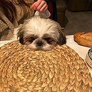 Valonn a rejoint le concours — aidez-le/la à gagner de superbes lots ! dog, small_dog, placemat, table, bread, person, sweater, cozy, indoor, home, fur, pet, resting, brown, white, face, hand, food, container, seated