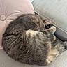 cat, sleeping, sleepy, curled_up, pet, furry, fur, paws, ears, tail, couch, sofa, cushion, pillow, indoors, home, relaxing, cozy, nap, animal