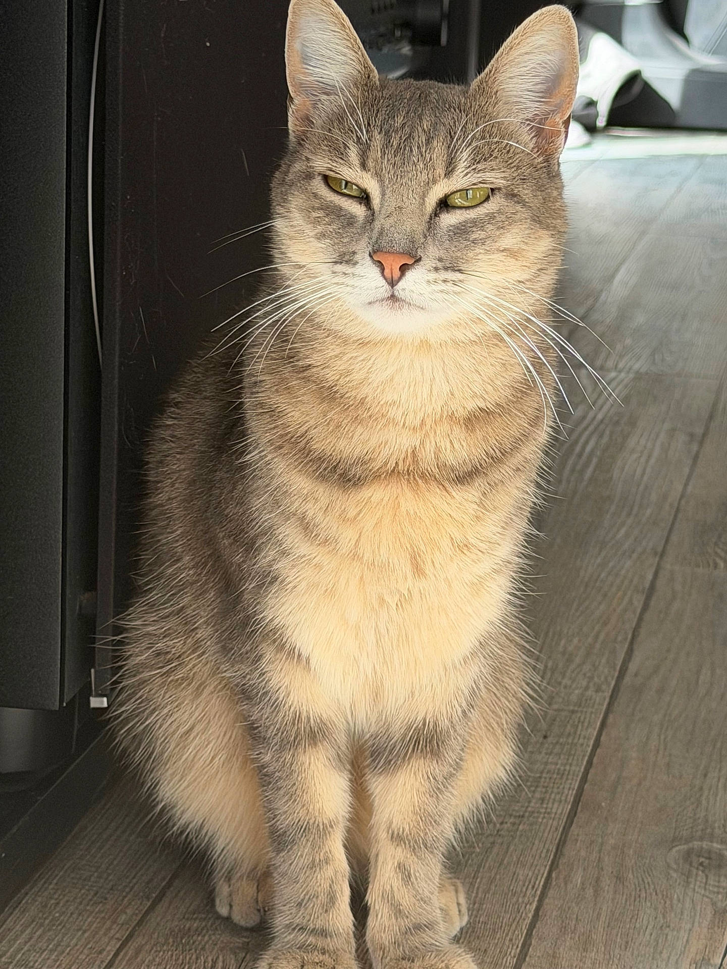 Lucy a rejoint le concours — aidez-le/la à gagner de superbes lots ! animal, cat, closeup, feline, fur, golden_eyes, home, indoor, pet, photography, pointed_ears, portrait, serious_expression, sitting, striped_fur, sunlight, tabby, upright, whiskers, wooden_floor