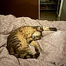 cat, tabby, sleeping, relaxed, bed, blanket, quilt, bedroom, indoor, cozy, furry, pet, animal, paws, whiskers, stretching, resting, warm, home, portrait