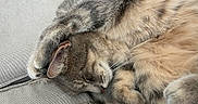Lucy a rejoint le concours — aidez-le/la à gagner de superbes lots ! cat, cats, sleeping, sleep, cuddling, furry, fluffy, gray_cat, cream_cat, paw, whiskers, closed_eyes, resting, cozy, pet, animal, indoors, couch, fabric, closeup