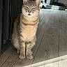 cat, tabby_cat, pet, animal, feline, sitting, upright, portrait, green_eyes, whiskers, ears, fur, striped_fur, indoor, sunlight, sunbeam, wooden_floor, home, doorway, serious_expression