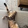 cat, feline, pet, sleeping, relaxed, lying_down, stretching, upside_down, paw, fur, tabby, indoor, sofa, couch, living_room, rug, wooden_cabinet, home, cozy, funny