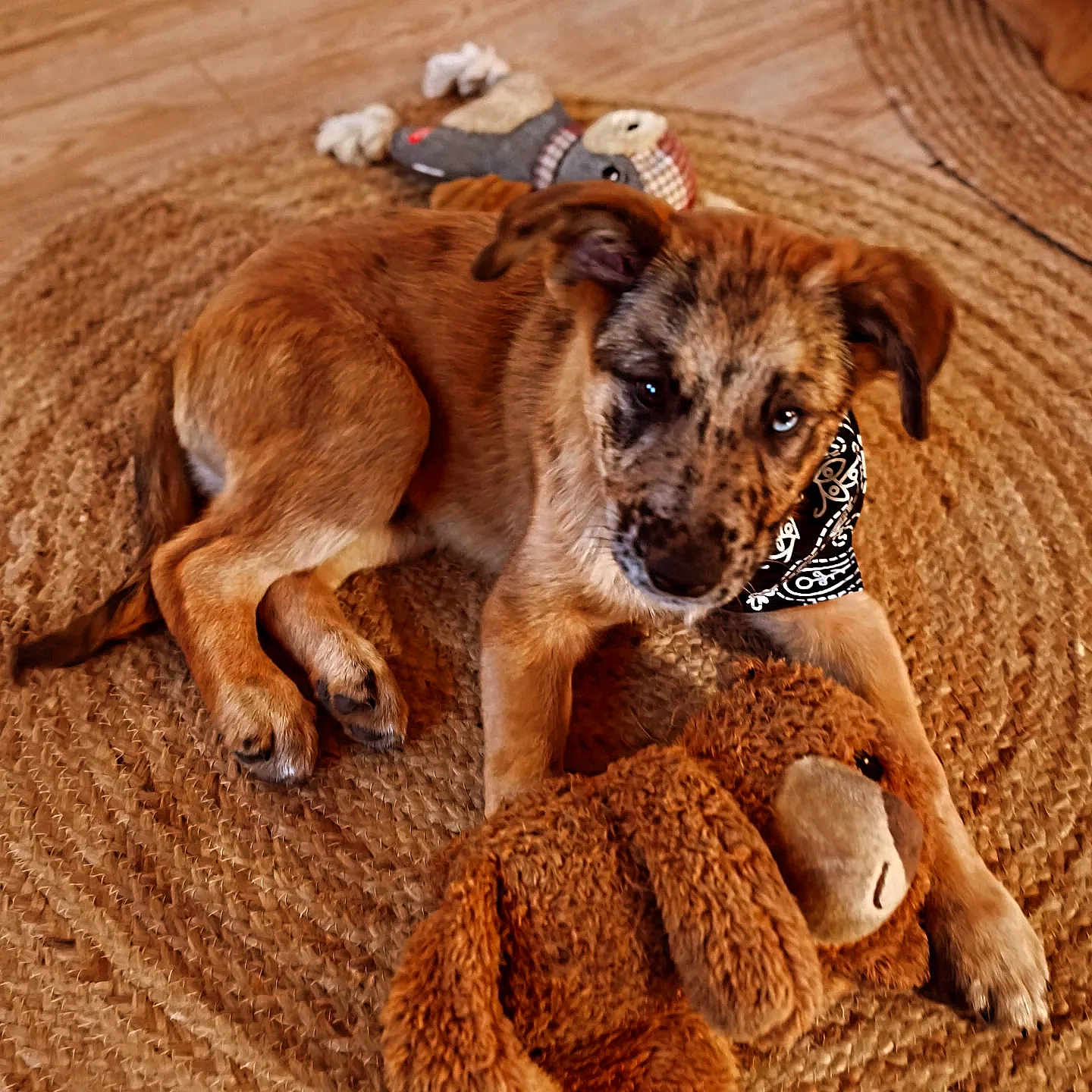 Aïko a rejoint le concours — aidez-le/la à gagner de superbes lots ! adorable, animal, bandana, brown, companion, cute, dog, ears, fur, home, indoor, laying, paws, pet, playful, puppy, relaxed, rug, stuffed_toy, toy