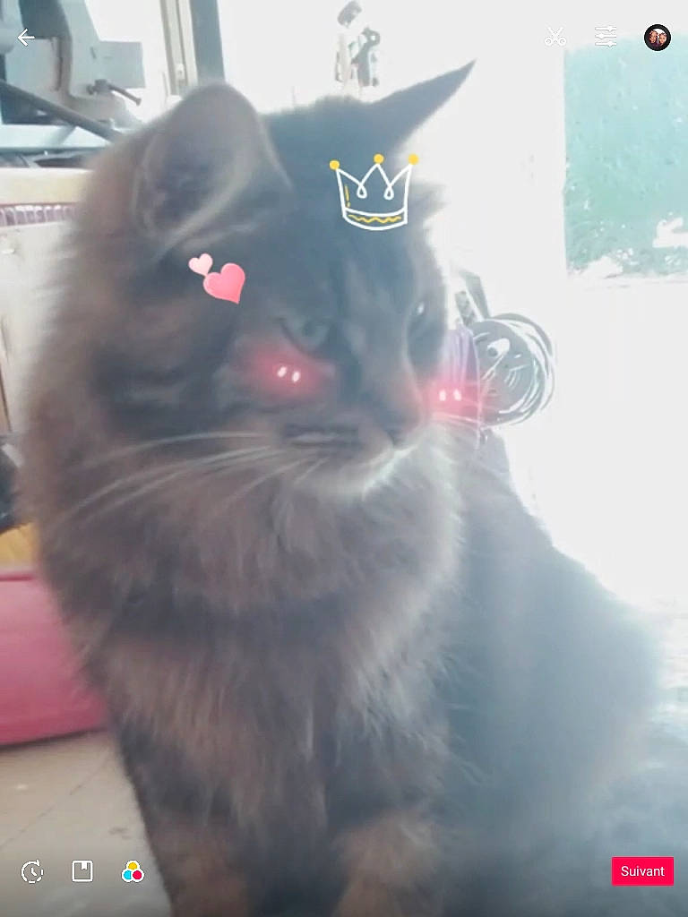 Pepito participe au concours pour gagner de l'argent avec cette photo : black_cat, carnivore, cat, felidae, korat, nebelung, photo_caption, screenshot, small_to_medium_sized_cats, snout, tail, whiskers