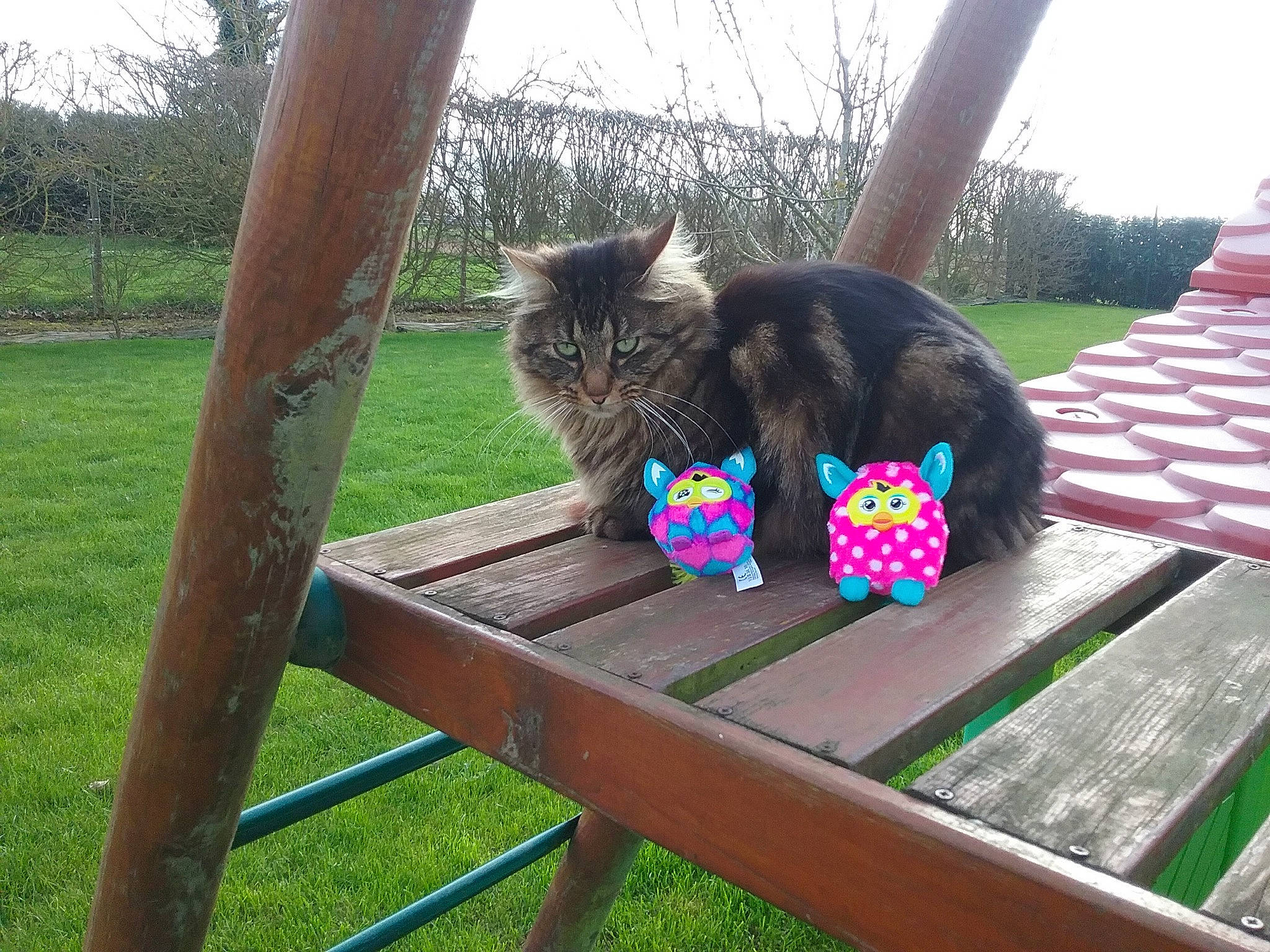 Pepito a rejoint le concours — aidez-le/la à gagner de superbes lots ! canidae, carnivore, cat, felidae, furniture, kitten, maine_coon, nebelung, play, small_to_medium_sized_cats, table, tail