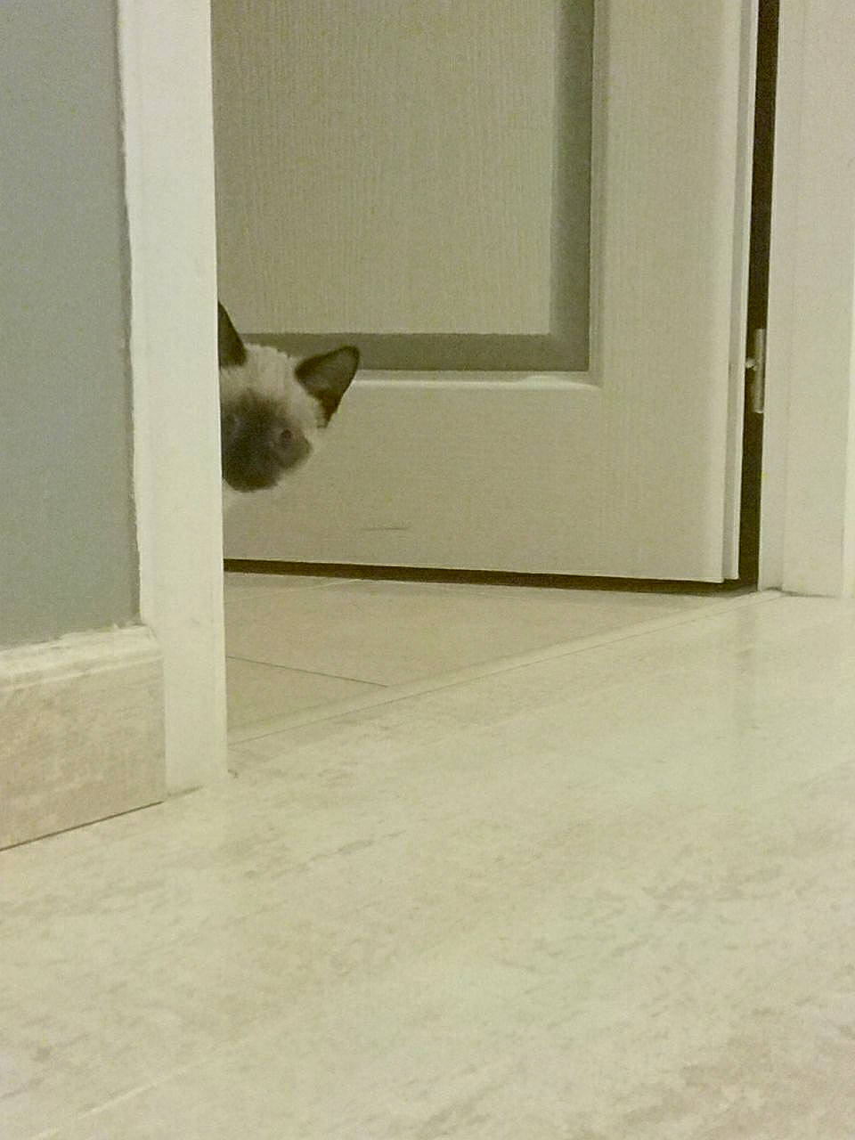 Perle Princesse participe au concours pour gagner de l'argent avec cette photo : carnivore, cat, door, fawn, felidae, floor, flooring, hardwood, kitten, laminate_flooring, room, small_to_medium_sized_cats, tail, tile, whiskers, white, wood, wood_flooring