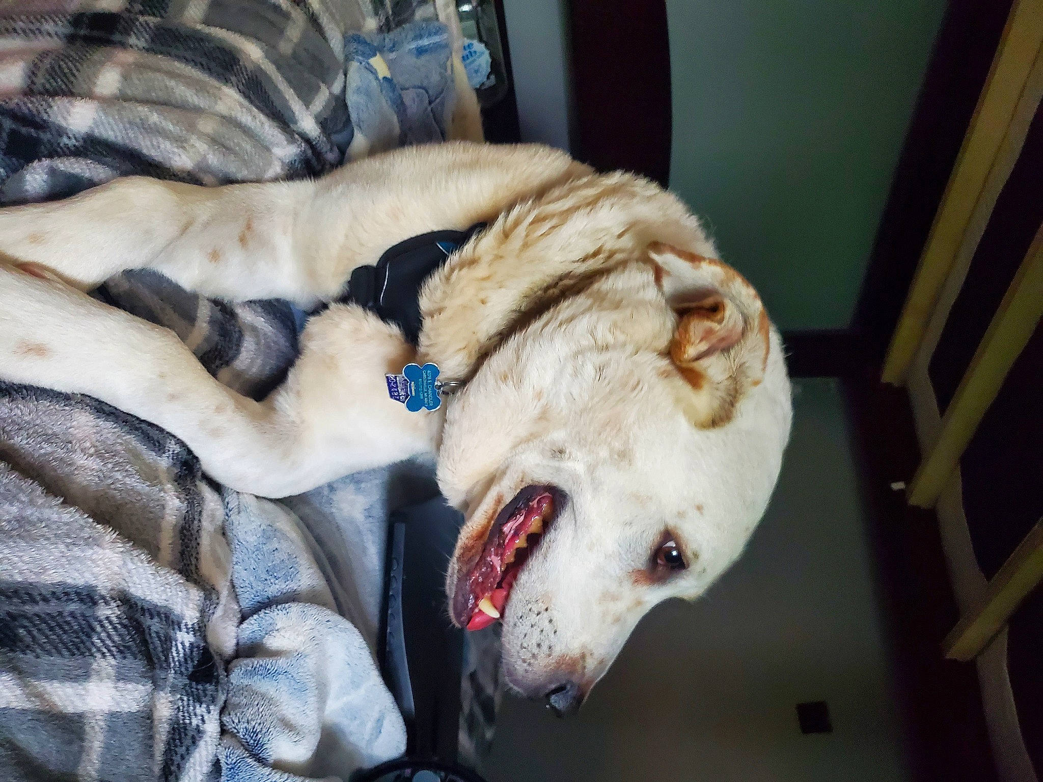 Jaxx joined the competition — help win amazing prizes! bone, canidae, carnivore, companion_dog, dog, dog_breed, fang, fawn, felidae, fur, guard_dog, jaw, paw, smile, snout, sporting_group, whiskers, window, working_animal, yawn