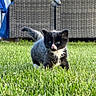 kitten, cat, grass, outdoor, greenery, furniture, wicker, pet, animal, cute, curious, small, young, black_and_white, fluffy, nature, sunlight, chair, backyard, domestic