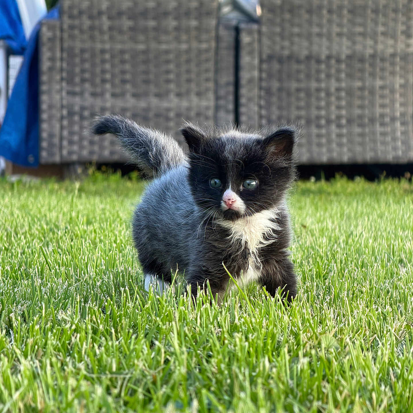 Static joined the competition — help win amazing prizes! kitten, cat, grass, outdoor, greenery, furniture, wicker, pet, animal, cute, curious, small, young, black_and_white, fluffy, nature, sunlight, chair, backyard, domestic
