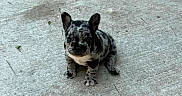 Marshmallow joined the competition — help win amazing prizes! puppy, dog, concrete, floor, sitting, spotted, animal, pet, cute, young, outdoor, looking_up, two_puppies, watermark, text_overlay, small_dog, canine, adorable, companions, playful