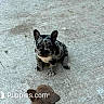 puppy, dog, concrete, floor, sitting, spotted, animal, pet, cute, young, outdoor, looking_up, two_puppies, watermark, text_overlay, small_dog, canine, adorable, companions, playful