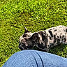 Marshmallow is registered to the contest to win money with this photo: dog, puppy, french_bulldog, grass, outdoor, pet, animal, sniffing, black_and_white, spotted, jeans, blue, sunlight, nature, summer, cute, small_dog, canine, playing, daytime
