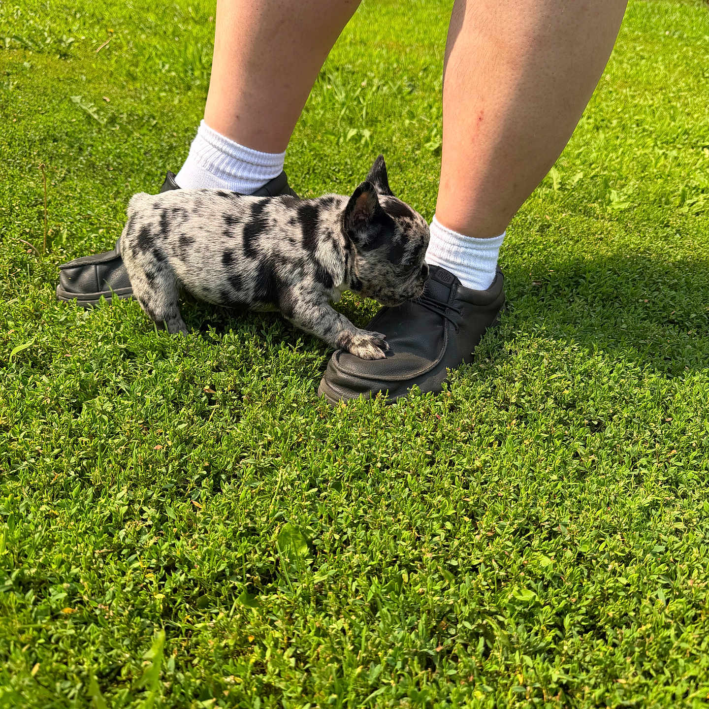 Marshmallow is registered to the contest to win money with this photo: puppy, dog, grass, outdoor, person, legs, shoes, white_socks, black_shoes, greenery, sunlight, playful, curious, pet, animal, small_dog, spot_pattern, nature, daylight, casual