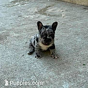 Marshmallow is registered to the contest to win money with this photo: puppy, dog, concrete, sitting, spotted_coat, young, pet, cute, animal, outdoor, small, ears, black_and_white, curious, portrait, paw, canine, young_animal, fur, looking