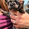 Marshmallow is registered to the contest to win money with this photo: puppy, dog, paw, hand, ring, person, outdoor, sky, vehicle, face, closeup, holding, pet, furry, cute, animal, young, spotted, black_and_white, casual
