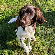 Uko a rejoint le concours — aidez-le/la à gagner de superbes lots ! dog, brown, white, grass, outdoor, pet, animal, canine, sunlight, fur, ears, tail, paws, nature, daylight, cute, looking_up, sitting, friendly, playful