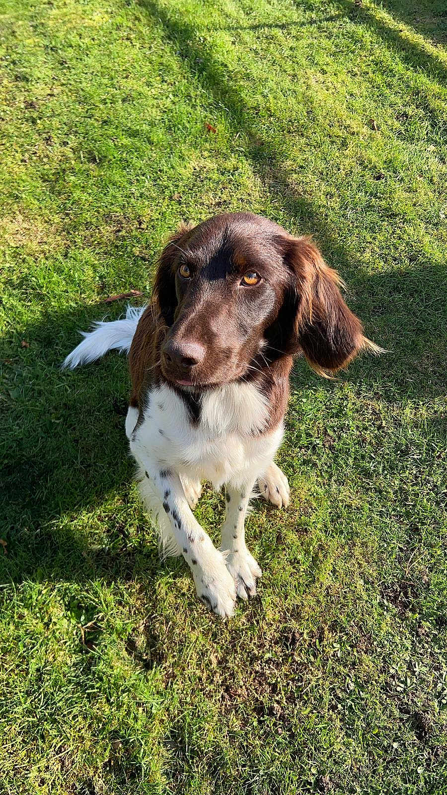 Uko a rejoint le concours — aidez-le/la à gagner de superbes lots ! dog, brown, white, grass, outdoor, pet, animal, canine, sunlight, fur, ears, tail, paws, nature, daylight, cute, looking_up, sitting, friendly, playful