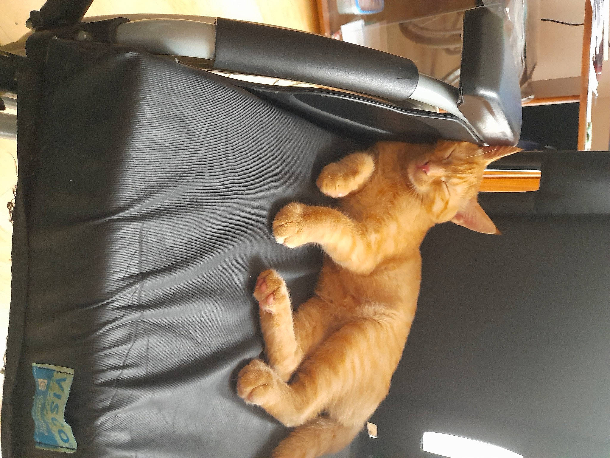 Biscotte a rejoint le concours — aidez-le/la à gagner de superbes lots ! bag, baggage, brown, carnivore, comfort, fashion_accessory, fawn, felidae, fur, leather, linens, luggage_and_bags, metal, room, shoulder_bag, small_to_medium_sized_cats, tail, toy, whiskers, wood