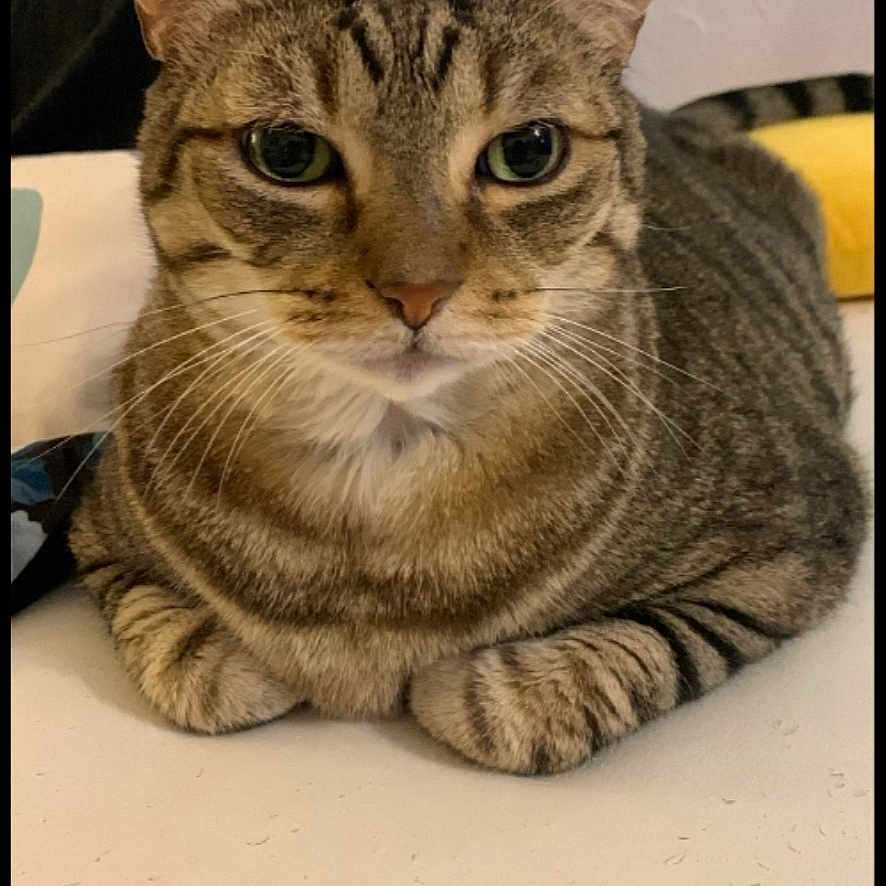 Koda