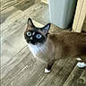 cat, siamese_cat, blue_eyes, curious, indoor, wooden_floor, household, pet, animal, whiskers, ears, tail, paw, looking_up, flooring, trash_bin, mop, home_interior, domestic, feline