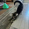 kitten, cat, stretching, floor, wooden_floor, tail, indoor, toy, green_toy, stuffed_animal, stuffed_dog, window, window_blinds, carpet, furniture, home_interior, pet, animal, cute, playful