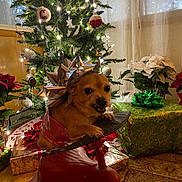 Tucker joined the competition — help win amazing prizes! animal, bow, carpet, christmas_lights, christmas_tree, curtains, decorations, dog, festive, gift_wrap, green, holiday, holiday_decor, indoor, ornaments, pet, poinsettia, red, tricycle, white