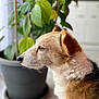 dog, side_profile, indoor, potted_plant, leaf, fur, pet, canine, closeup, brown, white, black, ear, snout, nose, floor, pot, natural_light, domestic, animal