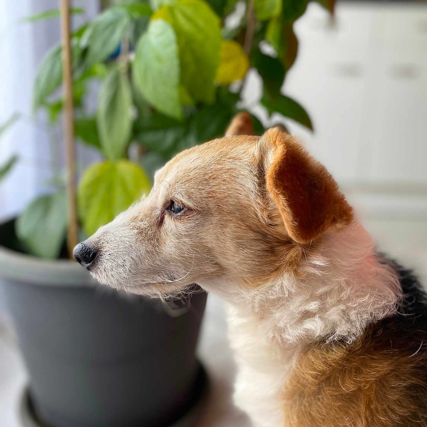Jasy a rejoint le concours — aidez-le/la à gagner de superbes lots ! animal, black, brown, canine, closeup, dog, domestic, ear, floor, fur, indoor, leaf, natural_light, nose, pet, pot, potted_plant, side_profile, snout, white