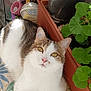 Tigrou participe au concours pour gagner de l'argent avec cette photo : animal, brown, cat, container, curious, fabric, floor, fur, garden_tools, green_leaves, indoor, pattern, pet, plant, pot, relaxed, resting, table, white, yellow_eyes