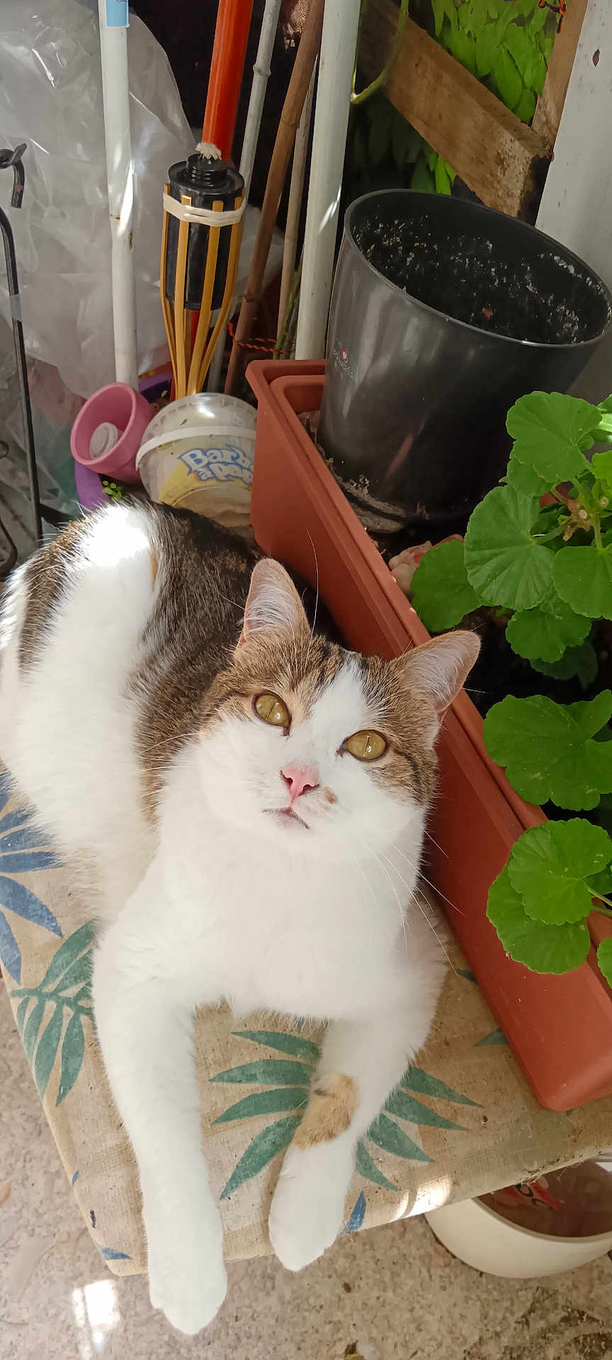 Tigrou