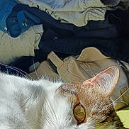 Tigrou a rejoint le concours — aidez-le/la à gagner de superbes lots ! animal, cat, close_up, domestic, ear, fabric, folded_clothes, fur, household, indoor, light, lying_down, pet, pile, relaxed, resting, shadow, soft_light, whiskers, yellow_surface