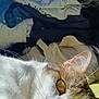 animal, cat, close_up, domestic, ear, fabric, folded_clothes, fur, household, indoor, light, lying_down, pet, pile, relaxed, resting, shadow, soft_light, whiskers, yellow_surface
