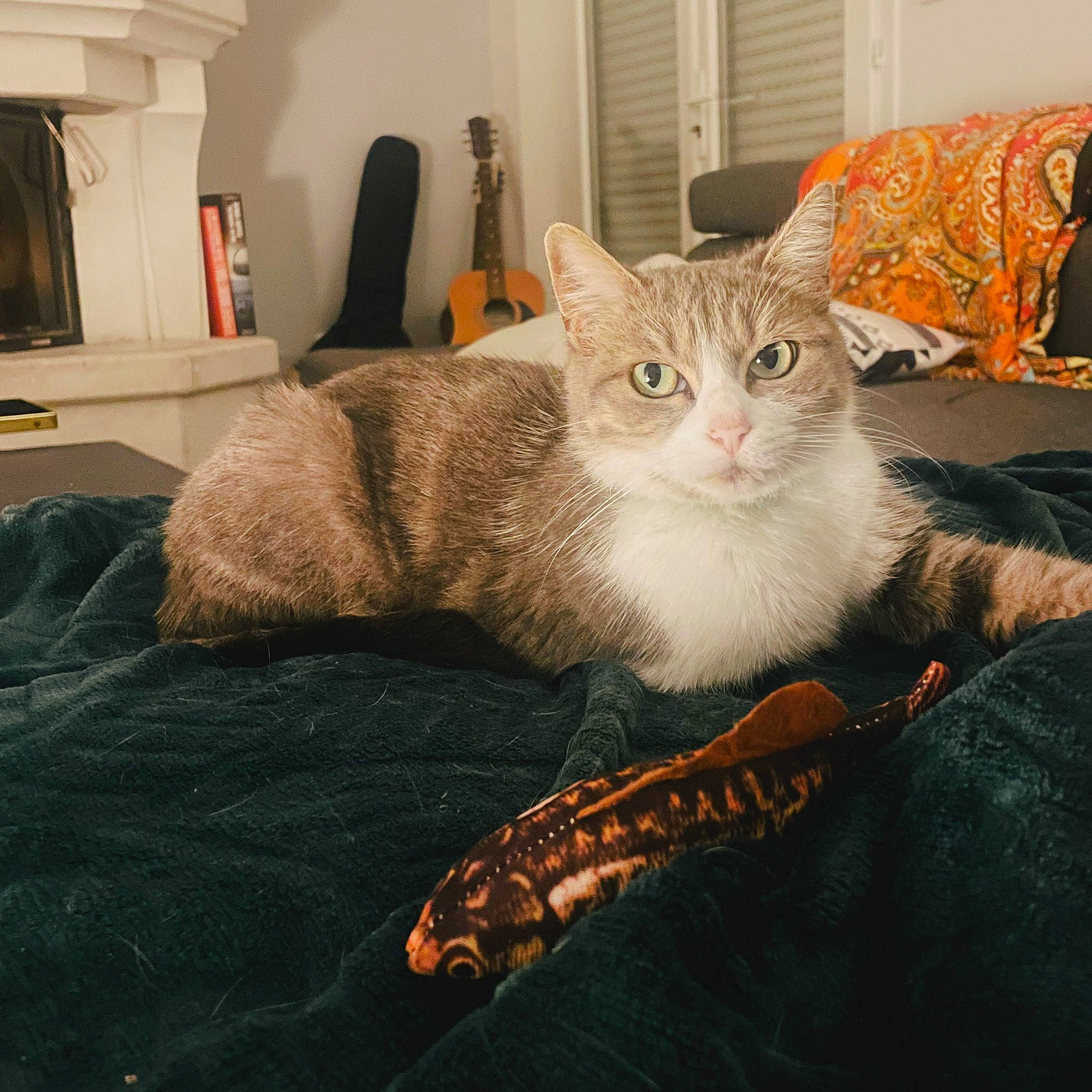 Dune participe au concours pour gagner de l'argent avec cette photo : bed, carnivore, cat, chair, comfort, couch, domestic_short_haired_cat, eye, fawn, felidae, fur, grey, lap, linens, paw, picture_frame, small_to_medium_sized_cats, tail, tree, whiskers