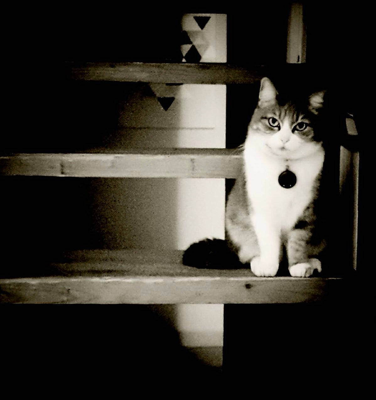 Dune a rejoint le concours — aidez-le/la à gagner de superbes lots ! black_and_white, carnivore, cat, cloud, darkness, domestic_short_haired_cat, felidae, flash_photography, fur, monochrome, monochrome_photography, rectangle, room, sky, small_to_medium_sized_cats, snout, tail, tints_and_shades, whiskers, wood