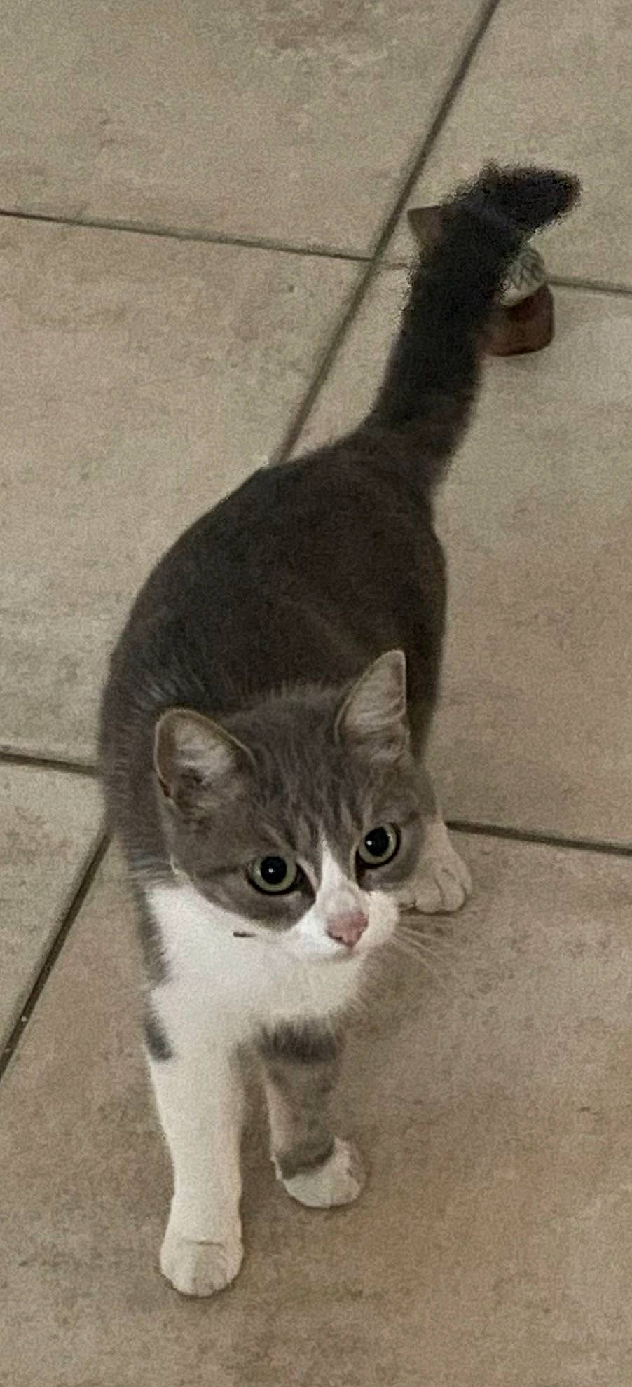 Dune participe au concours pour gagner de l'argent avec cette photo : carnivore, cat, domestic_short_haired_cat, door, felidae, flooring, fur, grey, monochrome, monochrome_photography, paw, road_surface, shadow, small_to_medium_sized_cats, snout, tail, terrestrial_animal, whiskers, window