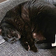 Bagherra participe au concours pour gagner de l'argent avec cette photo : cat, black_cat, sleeping, curled_up, couch, sofa, fabric_texture, pet, indoor, cozy, whiskers, fur, paw, tail, close_up, nap, tote_bag, book, home_interior, relaxation