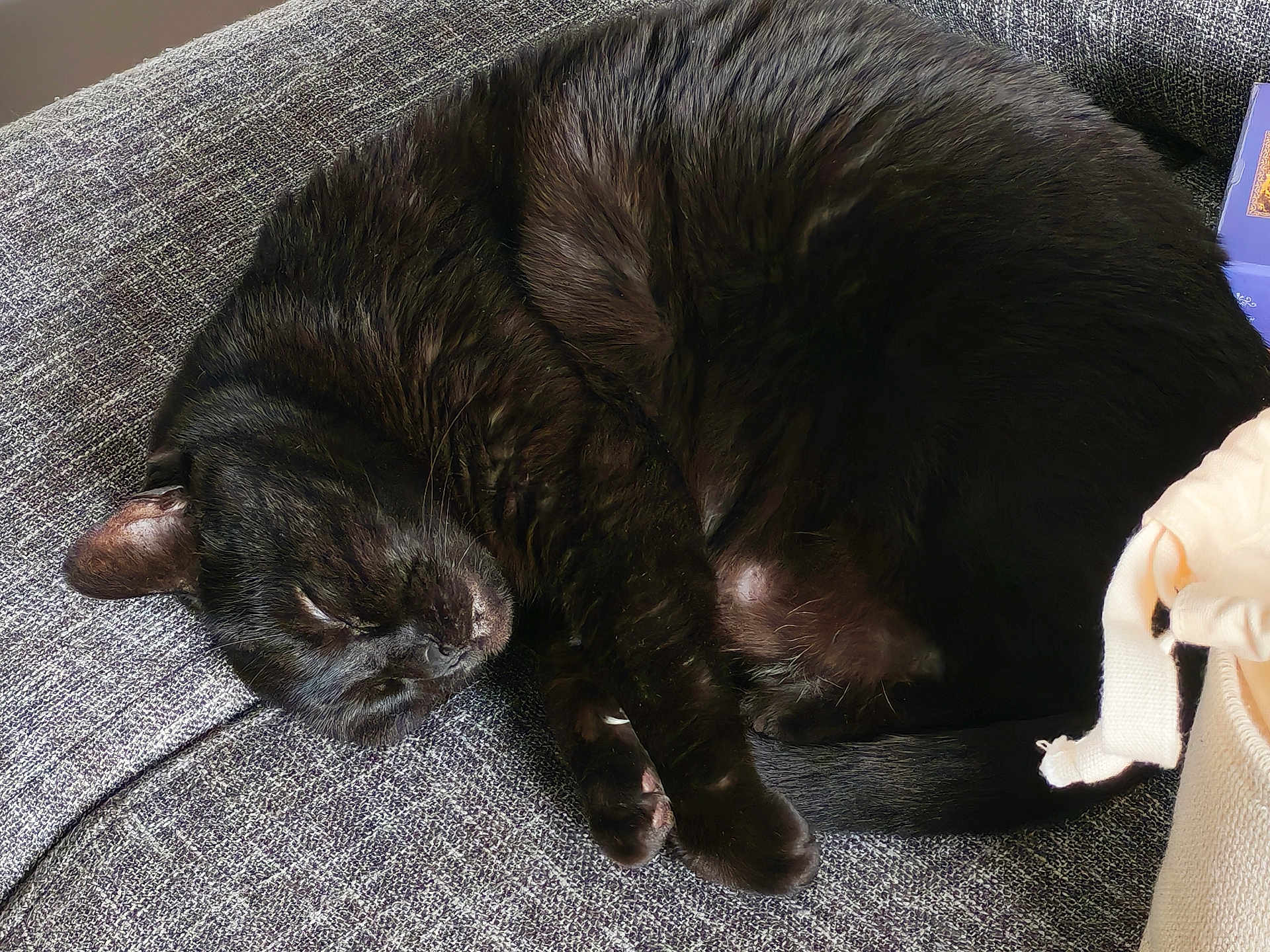 Bagherra participe au concours pour gagner de l'argent avec cette photo : cat, black_cat, sleeping, curled_up, couch, sofa, fabric_texture, pet, indoor, cozy, whiskers, fur, paw, tail, close_up, nap, tote_bag, book, home_interior, relaxation